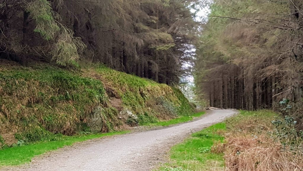 Djouce Woods Walk