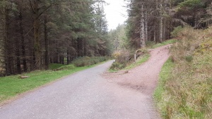Take the trail that goes up into the forest.
