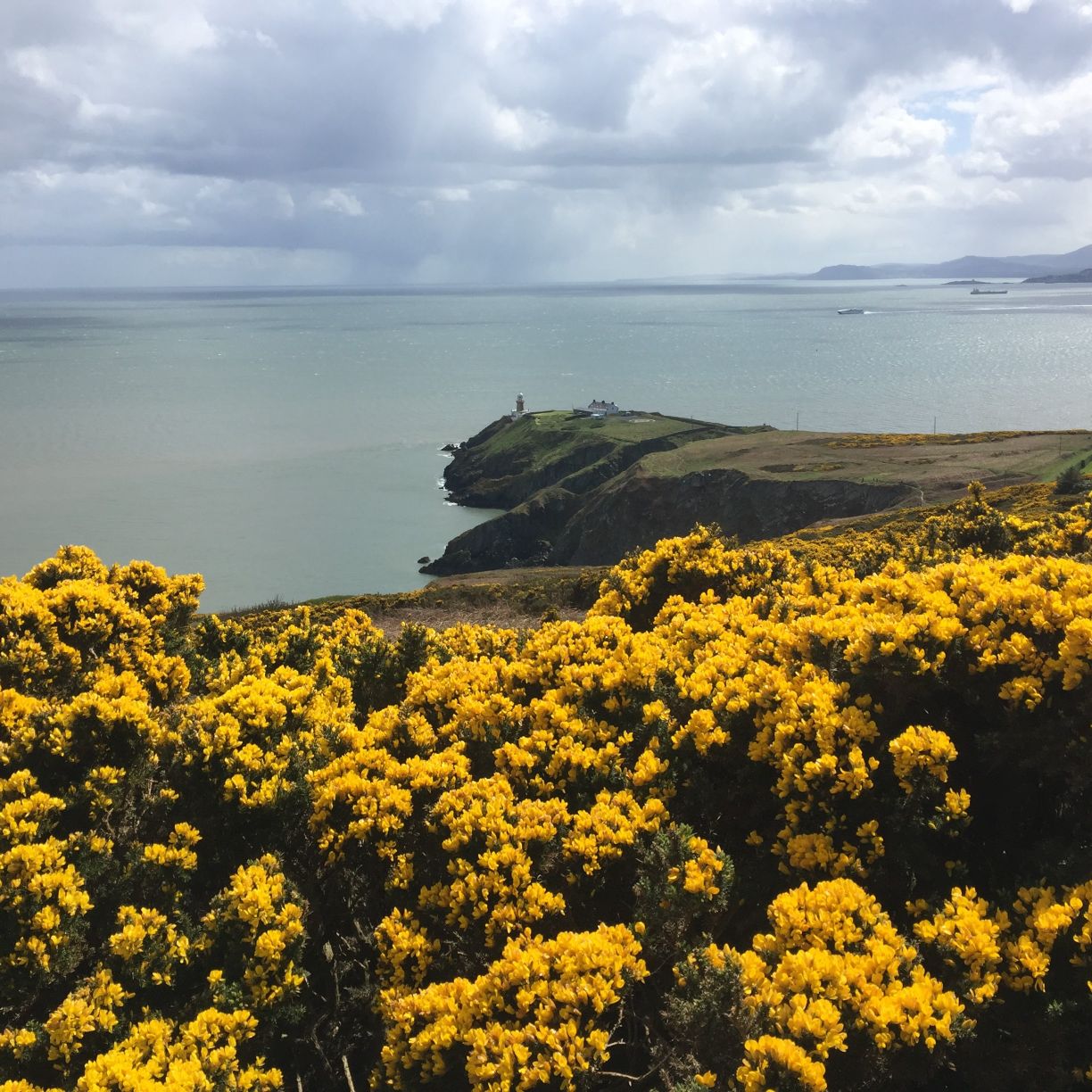 Baily Lighthouse & Gorse flowers