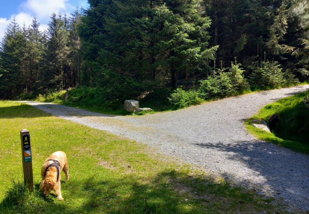 Tibradden Wood Walk Firs second crossing , Hikes Near Dublin