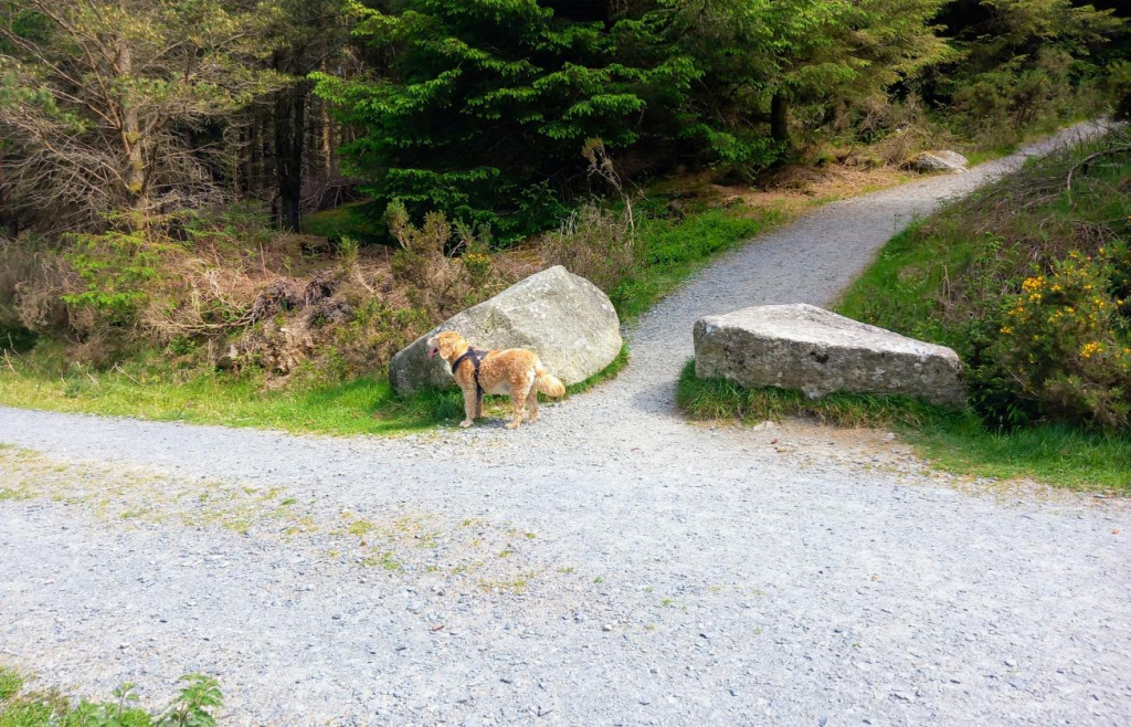 Tibradden Wood Walk First Crossing, Hikes Near Dublin