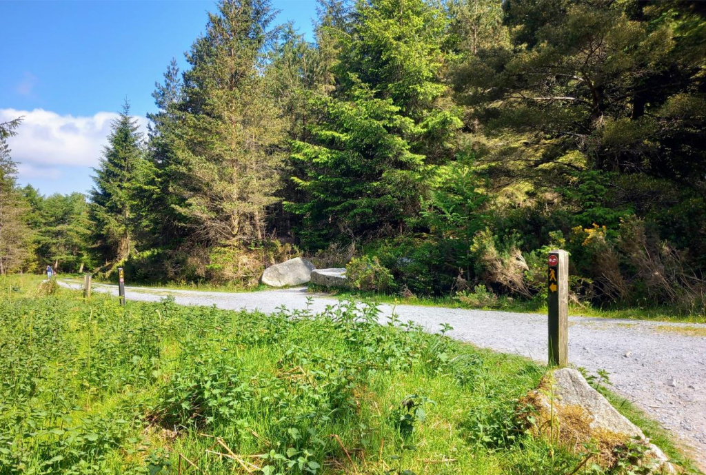 Tibradden Wood Walk Firs, Hikes Near Dublin