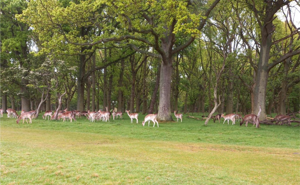 Phoenix Park Walk, Hikes Near Dublin