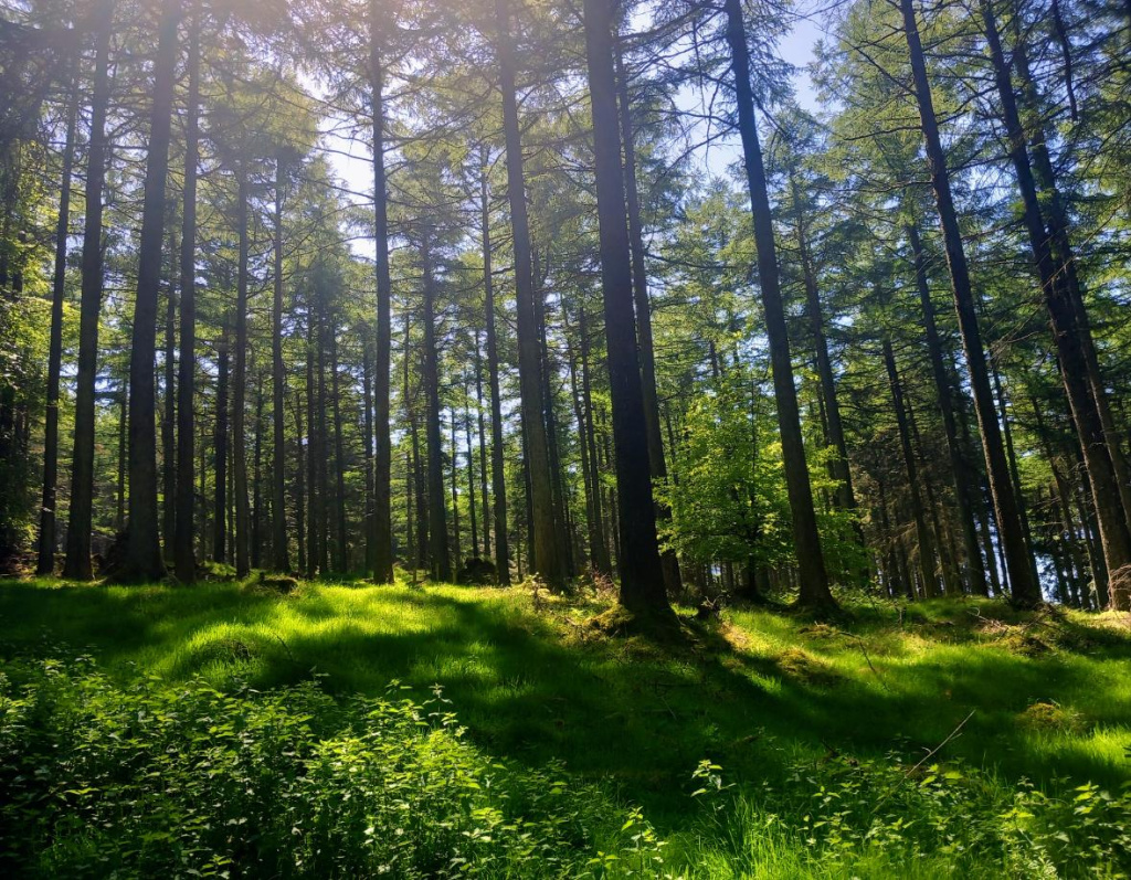 Cruagh Wood Walk, Hikes Near Dublin