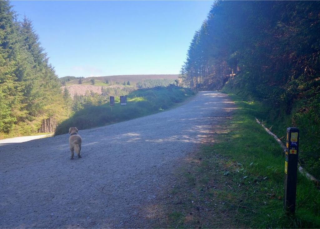 Cruagh Wood Walk, Hikes Near Dublin