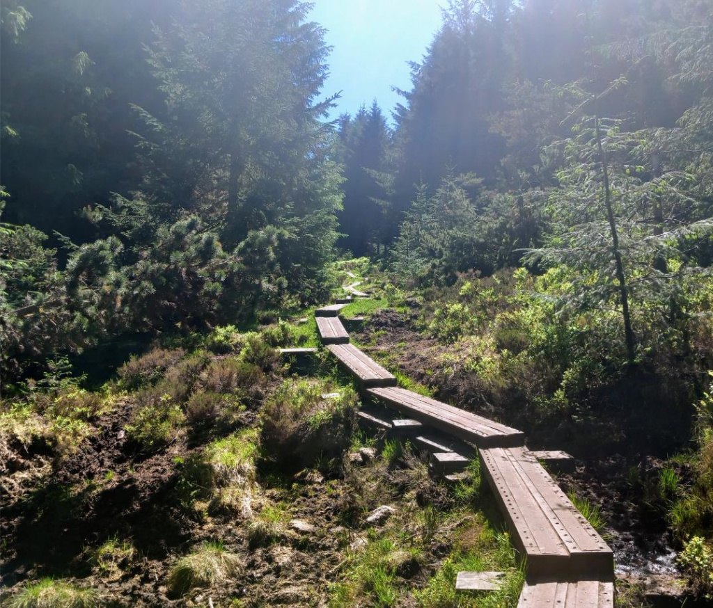 Cruagh Wood Walk Steps , Hikes Near Dublin