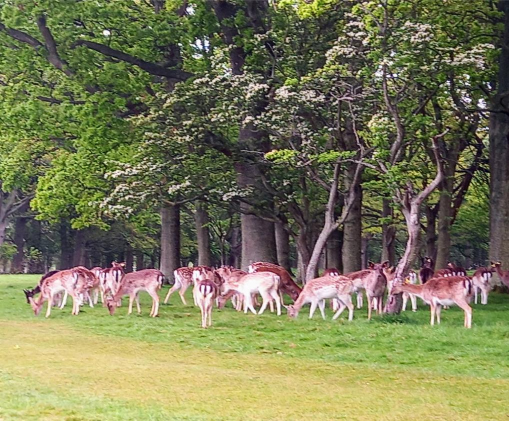 Phoenix Park Magazine Fort walk, Hikes Near Dublin
