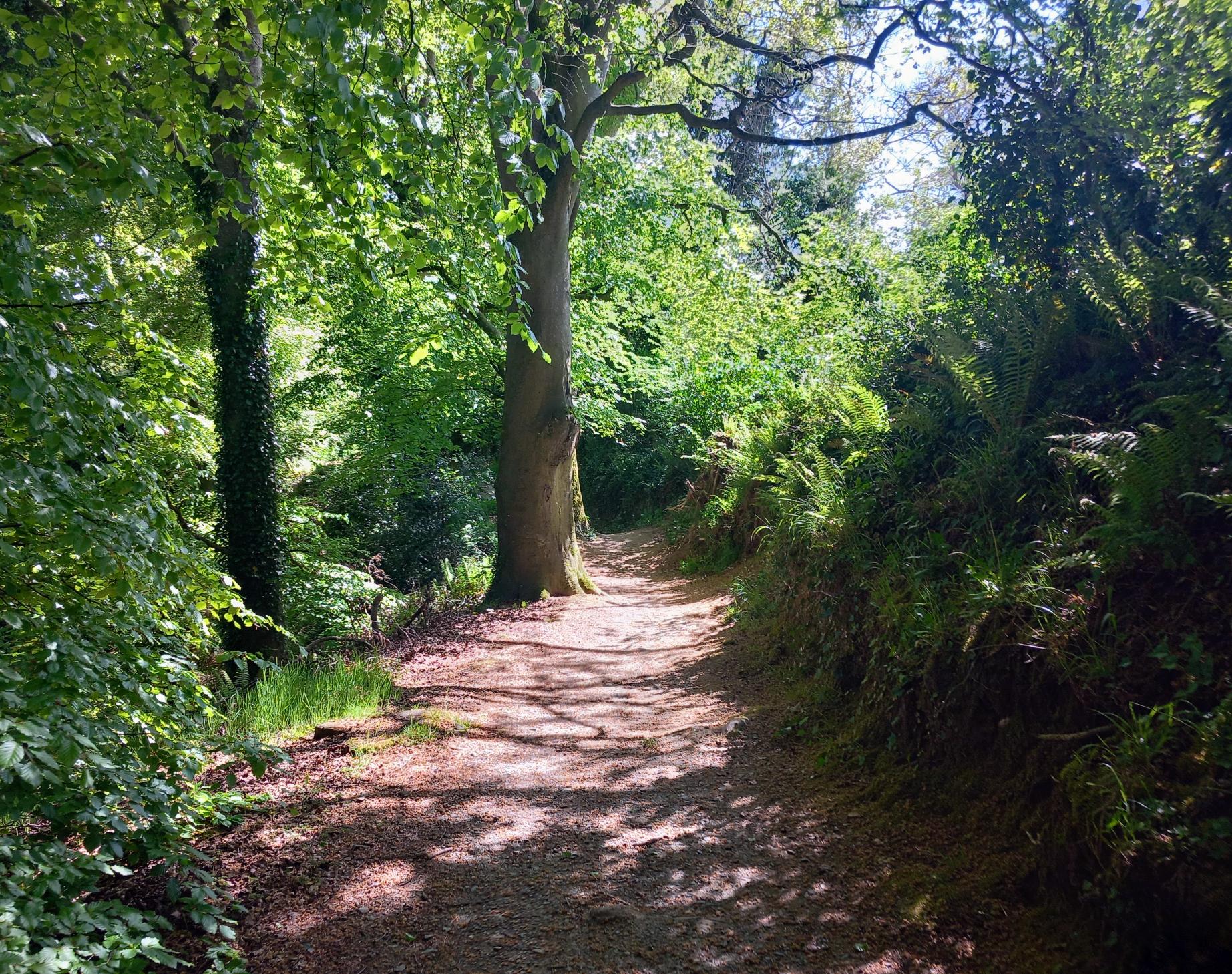 Boyne Valley Camino, Belnumber Wood